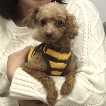 【運命の赤い糸見～つけた💓カニヘンダックスのフラン💕、トイプードルのニゴウ💕、ビーグルのフー💕】2019,3,24